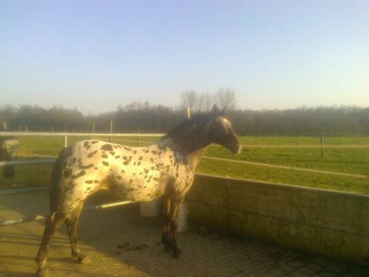 Mit Verbundsteinen befestigter Auslauf 30m2