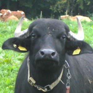 unsere bueffel beweiden extensivweiden zwecks artenvielfalterhalt bueffelmilch bueffelfleisch die laktierenden kuehe bleiben zuhause solange wir sie melken